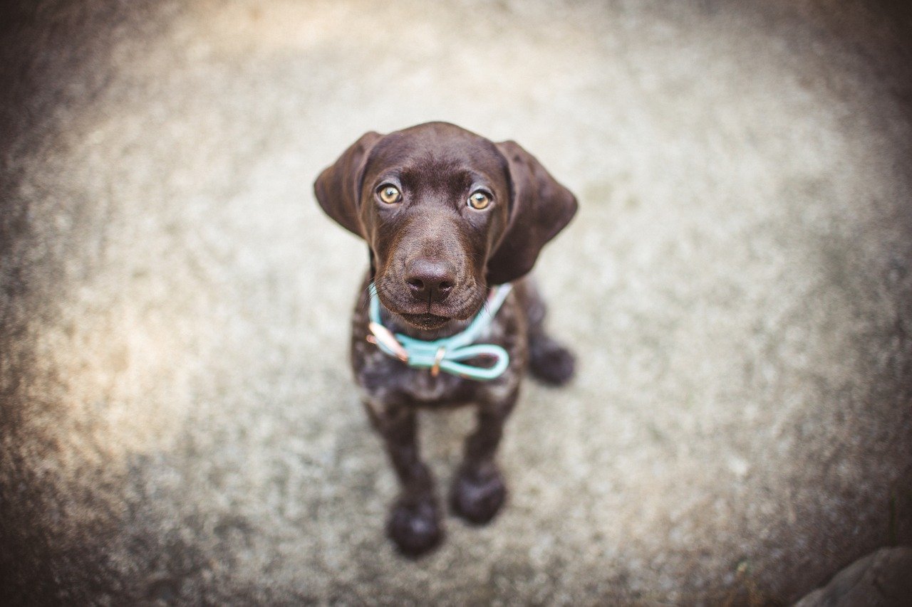 Exploring the Personality of the German Shorthaired Pointer